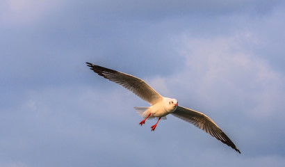 Seagull