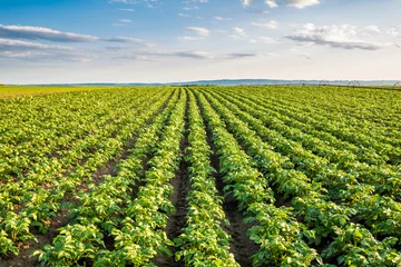Foto op Canvas Groen veld van aardappelgewassen op een rij © oticki