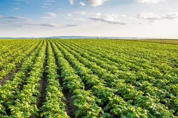 Gordijnen Green field of potato crops in a row © oticki
