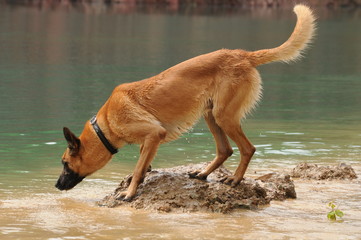 Malinois/Belgischer Schäferhund