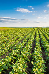Green field of potato crops in a row