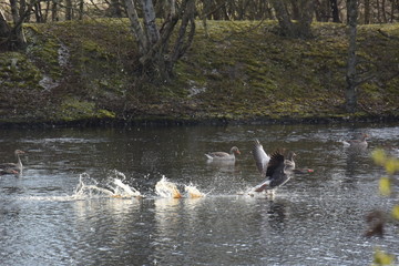 Graugans beim Wasserstart