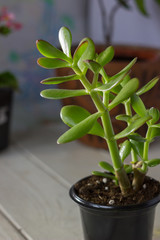 The succulent plant Crassula ovata known as Jade Plant or Money Plant in black pot.