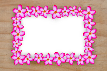 Pink impala lily flower frame on wooden plate