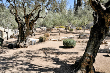 Fototapeta na wymiar Garten Gethsemane in Jerusalem