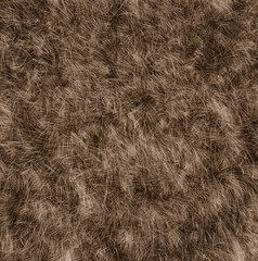 The texture of fur bear