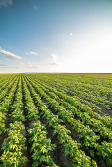 Green field of potato crops in a row