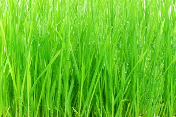 Fototapeta na wymiar fresh homegrown Wheat grass plants with water drops