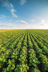 Green field of potato crops in a row