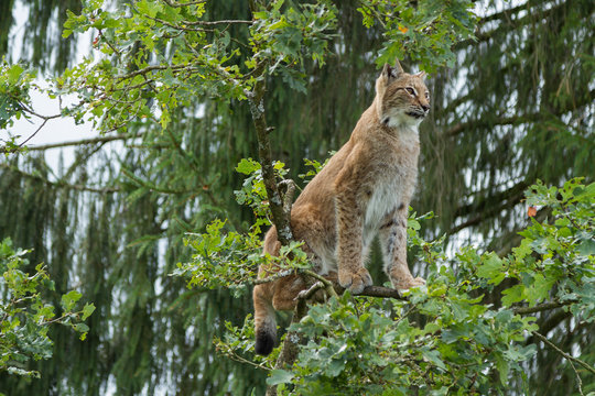 Lodjur sittandes uppe i ett tr&auml;d