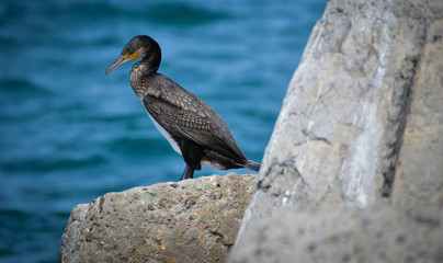 the bird is a cormorant
