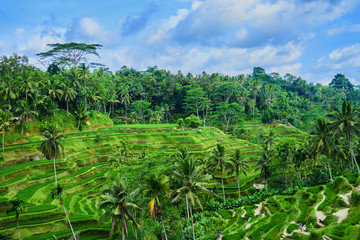 Fototapeta na wymiar rice terrace in Bali Island, Indonesia
