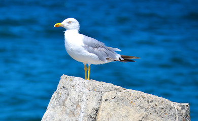 herring gull
