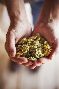 Close up of human hands holding dried hops