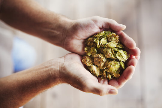 Close up of human hands holding a handful of dried hops.