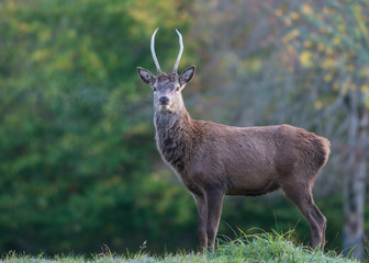 Young red deer stag standing tall on a cold autumn morning