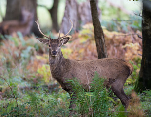 Young red deer stag in the forest during autumn