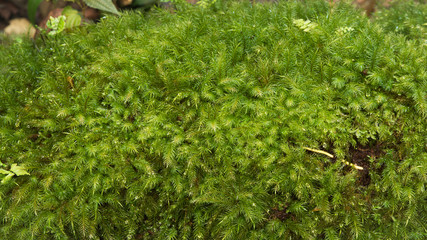 Closeup green moss in nature