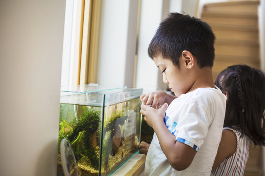 Family home. A boy feeding the fish in a tropical fish tank on a windowsill.