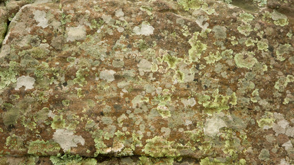 Flavoparmelia caperata macrolichens on stone