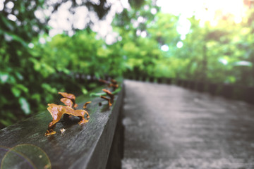 orange mushroom at the walk path in a park with sunlight.