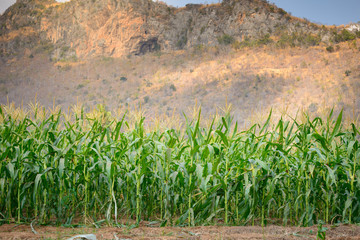 green field of corn at moutain background
