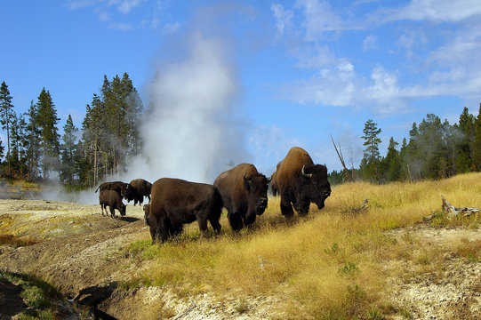 Yellowstone NP