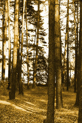 Fototapeta premium the forest at the pond