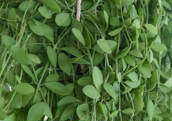 Green leaf / Green leaf background of ornamental garden.