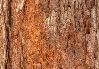 Tree trunk in the park. 3