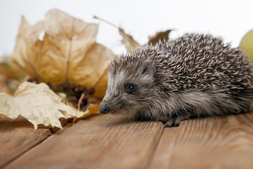 Young hedgehog in autumn leaves