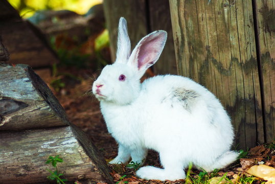 Cute little white rabbit eats grass
