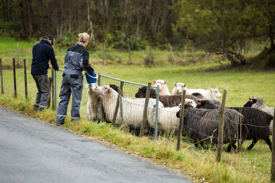 Farmers feed the sheep. Europe.