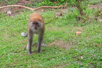 Monkey Walking on the grass 