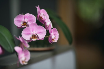 Beautiful pink orchids