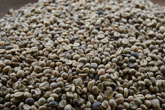 Kopi Luwak, Rohkaffee