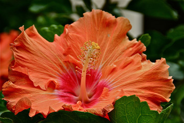 Blumen, Hibiskus, Blätter © Gudrun