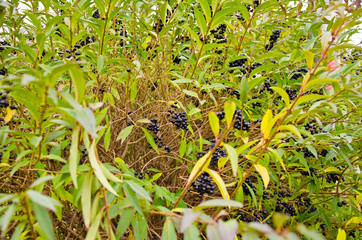 Berries of the common privet (Ligustrum vulgare) on autumn