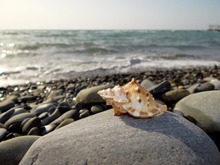 Obraz na płótnie Canvas красивая ракушка на лежит на каменистом пляже на фоне моря 