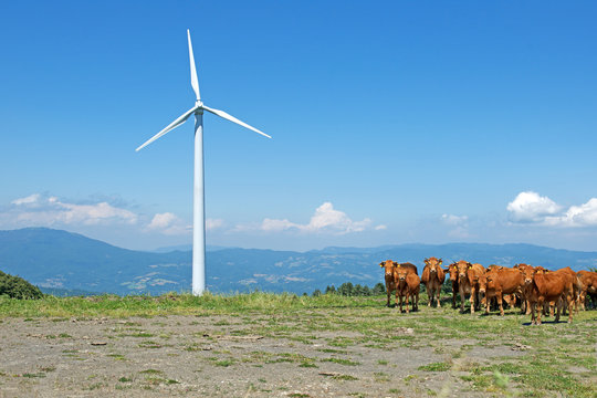 Pale eoliche e gruppo di mucche