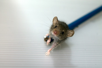 Mouse on pencil