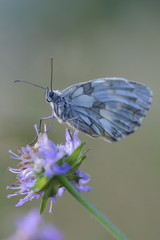 Schachbrettfalter