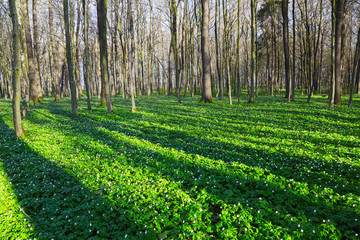 Fantastic fascinating tree shadows cover the lawn.