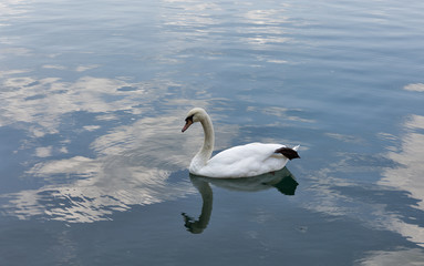 White swan floating on Lake Bled