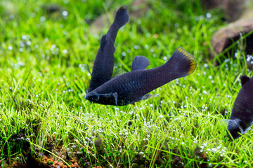 
black molly