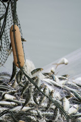 On the fisherman boat,Catching many fish at mouth of Bangpakong river in Chachengsao Province east of Thailand.