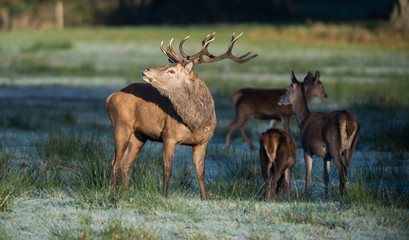 Large Red Deer stag bellowing during the seasonal rut 