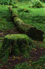 Woodland tree stump