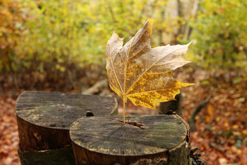 last falling leave in forest