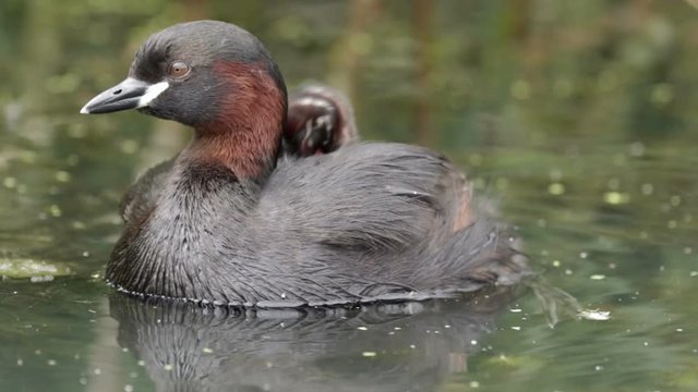 Little Grebe loon (Tachybaptus ruficollis) carrying young grebelets or chicks